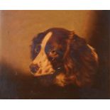 English School, circa 1900 - Oil on panel - Study of the head of a spaniel dog in the manner of