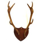 Pair of stag antlers totalling eleven points on modern shield backing
