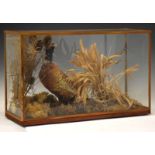 Taxidermy - Pheasant in a naturalistic setting in a glass case, 72cm wide