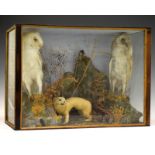 Taxidermy - Two owls and a stoat/weasel in a stained beech and oak case, 61cm wide