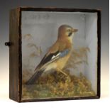 Taxidermy - Jay in a stained wooden case, 34cm wide