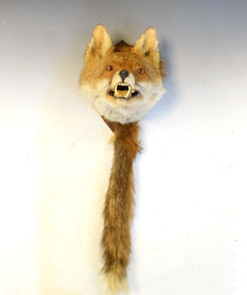 Taxidermy - Preserved fox mask with brush on shield backing