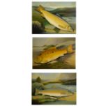 Three 20th Century oils on board - Fish portraits, 38cm x 50cm, framed