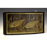 Taxidermy - Two coarse fish in a naturalistic setting, housed in an ebonised bow front case, 62cm