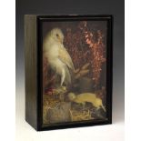 Taxidermy - Owl with stoat/weasel in ebonised case, 51.5cm high