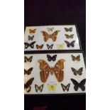 Two frames containing mounted butterflie
