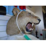 TAXIDERMY LIONESS REPRODUCTION JAW SET (PANTHERA LEO) C1960-1970 EST [£400-£600]
