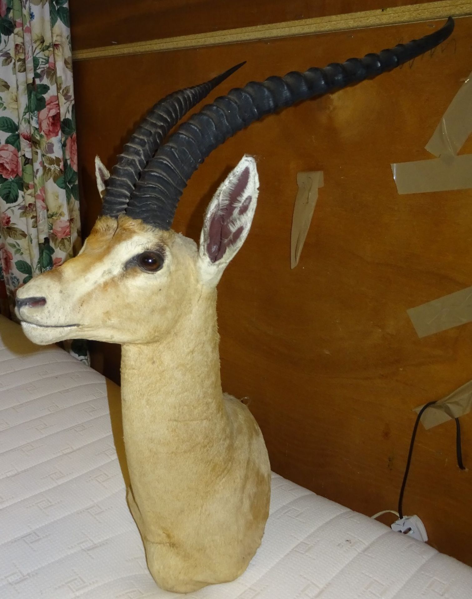 MOUNTED THOMPSON GAZELLE HEAD