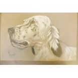 W.A. Remy, watercolour and gouache, study of a setter's head, signed, 14" x 9"