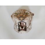 A Victorian taxidermy tiger's head, 14" x 15" x 12"