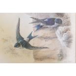 Harry Bright, watercolour, 'Housemartins', signed and dated 1887, 8½" x 10½"