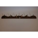 An early C20th elm coat rack with horn pegs, 56" long