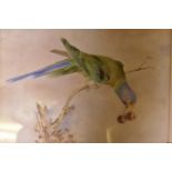 Study of a parakeet with cherries in its beak, signed Murphy, late C19th/early C20th, 9" x 13"