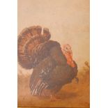 Henry Charles Bryant, oil on board, study of a turkey, in a gilt frame labelled W.H. Robbins,