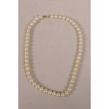 A fine cultured pearl necklace, 16" long