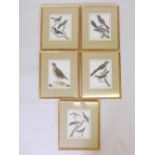 A set of five C19th hand coloured engravings of birds after Francois Nicolas Martinet, in good