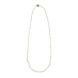 Necklace in degradé pearls, yellow gold and diamonds