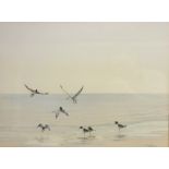 Oystercatcher and Seagulls on the Shoreline, gouache signed by T.