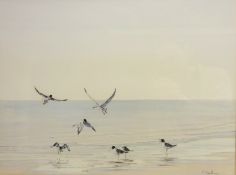 Oystercatcher and Seagulls on the Shoreline, gouache signed by T.