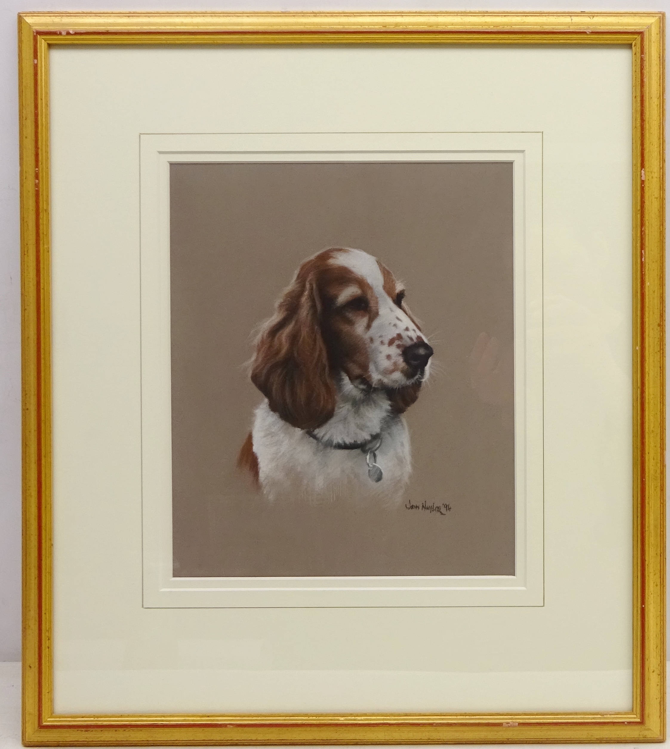 Spaniel, pastel signed and dated '94 by John Naylor (British 1960-) 29.5cm x 24. - Image 2 of 2