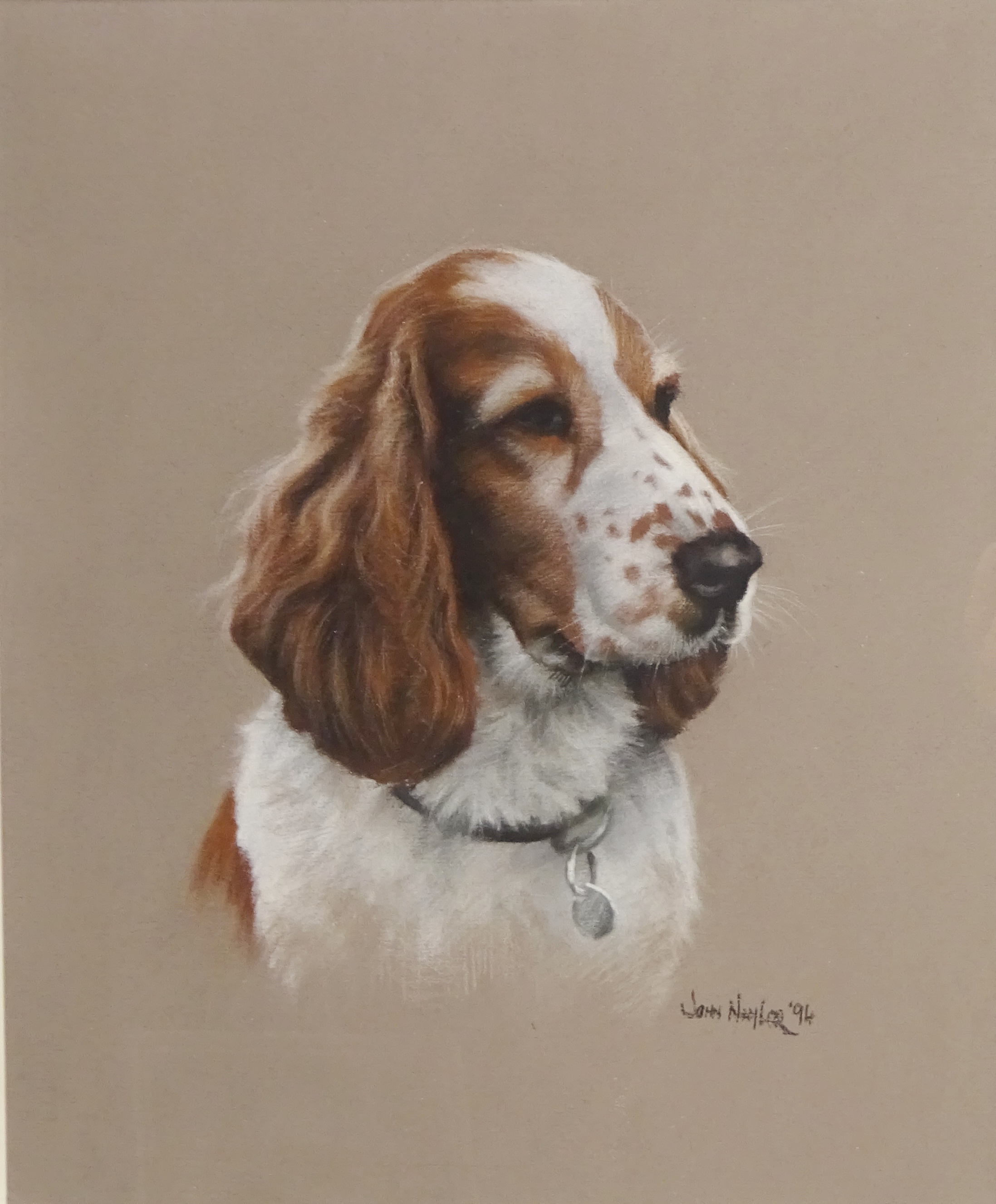 Spaniel, pastel signed and dated '94 by John Naylor (British 1960-) 29.5cm x 24.