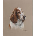 Spaniel, pastel signed and dated '94 by John Naylor (British 1960-) 29.5cm x 24.