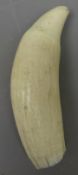 19th century Sperm Whale's tooth,