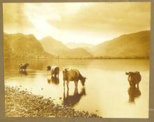'A Cattle Study Derwentwater' 20th century monochrome photo. from G.P.