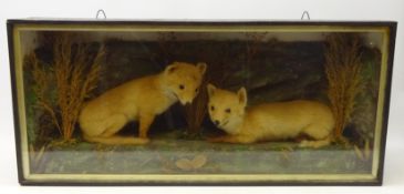 Taxidermy - early 20th century,