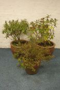 Three terracotta circular garden planters with shrubs, W51cm,