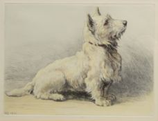 West Highland Terrier,