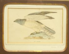 Hen Harrier, 19th century engraving from The History of British Birds by Morris pub.