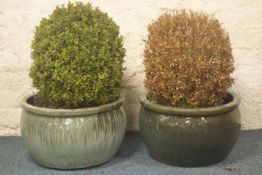 Pair glazed circular planters with shrubs, W40cm,
