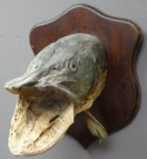 Taxidermy - Pike Head mounted on mahogany shield shaped plaque,