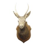 Taxidermy - Full deer head and neck, on oak shield shaped plaque, H91cm,