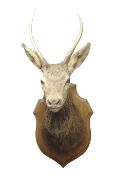 Taxidermy - Full deer head and neck, on oak shield shaped plaque, H91cm,