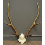 Pair eight point stag antlers and half skull,