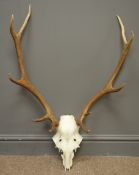 Pair ten point stag antlers and half skull,
