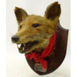Early 20th century taxidermy Fox mask mounted on oak shield with inscribed silver plaque 'Killed at