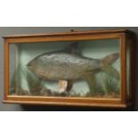 Taxidermy Fish - a Roach in naturalistic underwater setting, in modern glazed case,