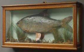 Taxidermy Fish - a Roach in naturalistic underwater setting, in modern glazed case,