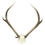Pair six point stag antlers and half skull,