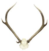 Pair six point stag antlers and half skull,