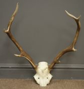 Pair seven point stag antlers and half skull,