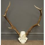 Pair seven point stag antlers and half skull,