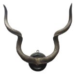 Taxidermy - Pair Kudu horns mounted on ebonised circular plaque,
