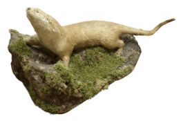 Taxidermy - Otter, full mount stood on naturalistic base amongst moss and pebbles,