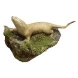 Taxidermy - Otter, full mount stood on naturalistic base amongst moss and pebbles,