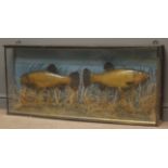 Taxidermy - a pair of Tench in naturalistic underwater setting, in glazed case, W112cm,