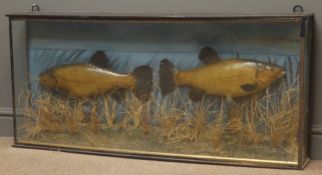 Taxidermy - a pair of Tench in naturalistic underwater setting, in glazed case, W112cm,
